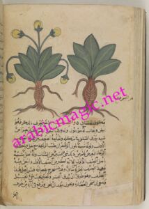 Arabic Magical Taweez - The Antique Mandrake Talisman of the Moroccan Shaykh and Magician Said Abdullah Al-Soussi – Talismanic Vessel with Taweez and Mandrake Root for Attracting Great Benefits
