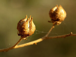 Arabic Magical Herb - Rue &amp;#8211; An Herb for Attracting Good Luck and Prosperity